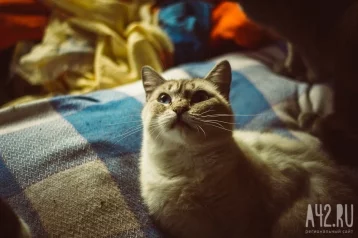 Фото: Кузбасские специалисты подготовили заключение по квартире, в которой проживают 25 кошек 1