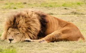В зоопарке Индии восемь львов заразились коронавирусом