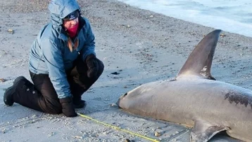 Фото: В США замёрзших насмерть акул выбросило на берег 1