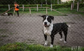 В Кузбассе собака напала на 8-летнего мальчика: с владельца взыскали 40 тысяч рублей