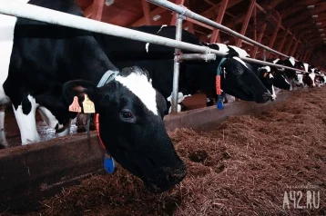 Фото: В Великобритании школьница приехала на выпускной верхом на корове 1
