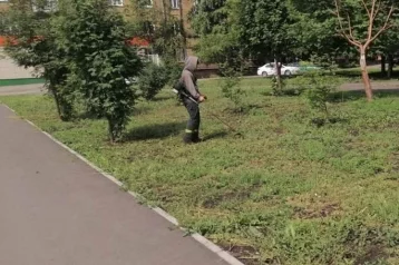 Фото: Кузбассовцы приняли крапиву в сквере за коноплю: полиция провела проверку 1