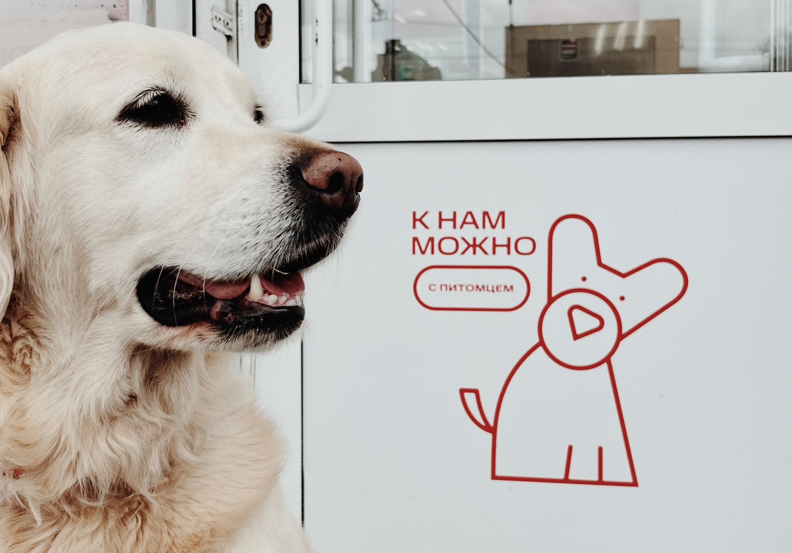 В магазин — с собакой: кузбассовцы смогут делать покупки в салонах связи вместе с домашними питомцами