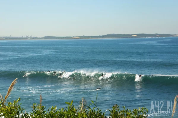В Сиднее закрыли десятки пляжей после нападения акул на сёрферов