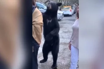 Фото: Вежливый медведь похлопал туристку по плечу, чтобы попросить еду 1