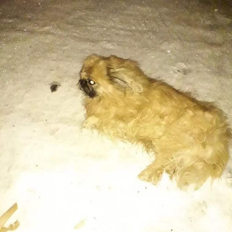 Фото: В Кузбассе мужчина нашёл в мусорном баке связанную собаку 2
