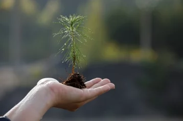 Фото: «Кузбассразрезуголь» в год своего 60-летия высадит более 2 млн деревьев 1