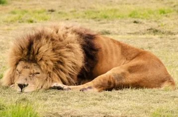 Фото: В зоопарке Индии восемь львов заразились коронавирусом 1