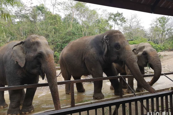 Восемь слонов погибли при столкновении с поездом в Индии