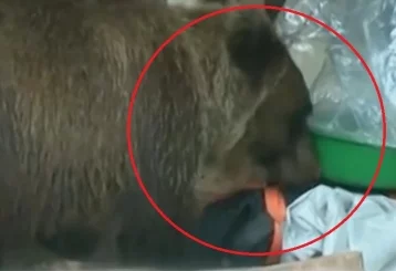 Фото: В Кузбассе медведь пробрался на территорию детского лагеря 1
