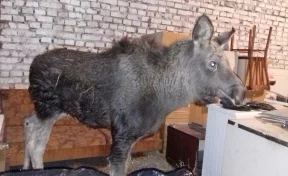 В кемеровский приют для бездомных животных привезли лосёнка с простреленной ногой