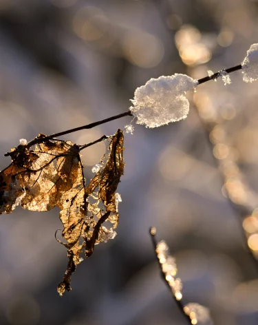Вильфанд: в начале декабря сохранится тёплая погода
