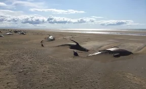 В Исландии на берег выбросились более 50 китов 