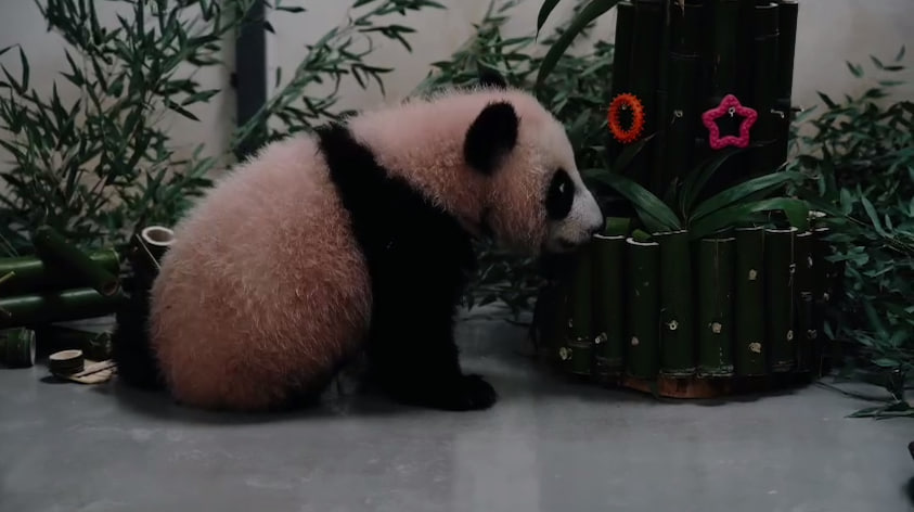 Малышка-панда из Московского зоопарка получила подарки на китайский Новый год