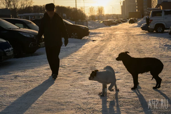 В Кузбассе СК начал проверку после нападения бездомной собаки на женщину