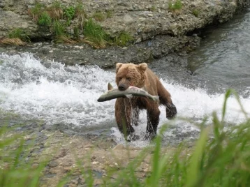 Фото: В Хабаровском крае медведи съели тонну рыбы, выпавшей из грузовика 1