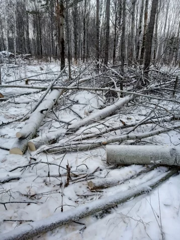 Фото: В Кузбассе предприниматель незаконно вырубил деревьев на 2,2 млн рублей 1
