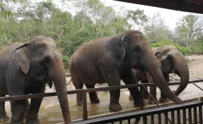 Восемь слонов погибли при столкновении с поездом в Индии