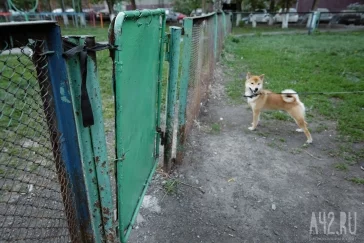 Фото: Собачья радость: тест площадок для выгула животных в Кемерове  10