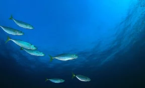 Ловись, рыбка: эксперты РСХБ проанализировали рынок технологий для аквакультуры в России
