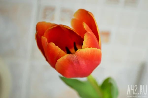 Кузбасские мужчины готовились к 8 Марта активнее, чем женщины к 23 февраля