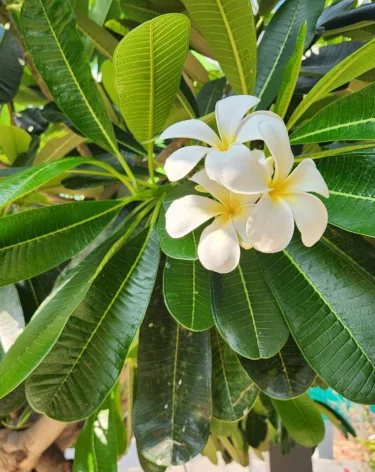 Фото: Пресс-служба МегаФона