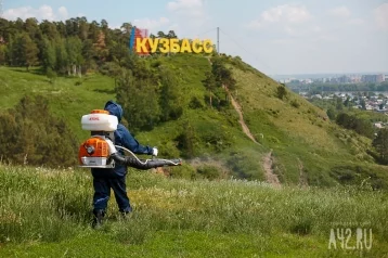 Фото: Кузбасс занял второе место в России по количеству жалоб на укусы клещей 1