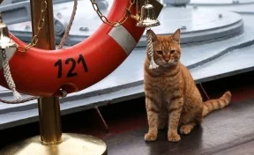 ВМФ России принял на службу боевого кота