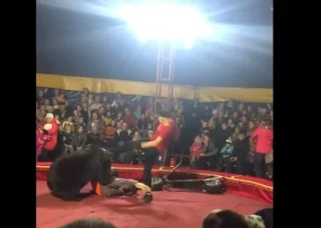 Фото: СМИ: представители цирка обвинили зрителей в нападении медведя на дрессировщика в Карелии 1
