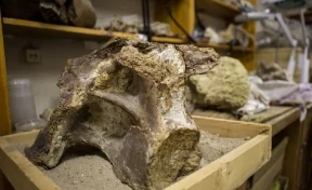 В Кемеровской области найдены останки гигантских динозавров