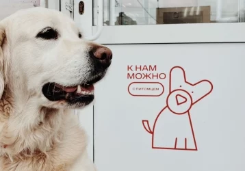 Фото: В магазин — с собакой: кузбассовцы смогут делать покупки в салонах связи вместе с домашними питомцами 1