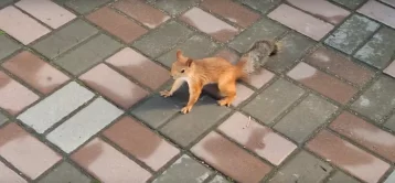 Фото: В Омском зоопарке предупредили посетителей о группировке белок-попрошаек 1