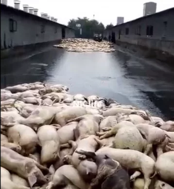 Фото: Появилось видео с кузбасской фермы, где задохнулись около 5 000 свиней 1