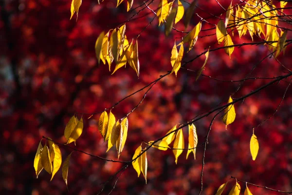 Девичий праздник: народные приметы на 30 сентября