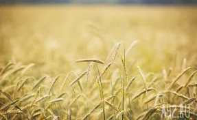 В Кузбассе 19 работников элеватора остались без зарплаты: вмешалась прокуратура