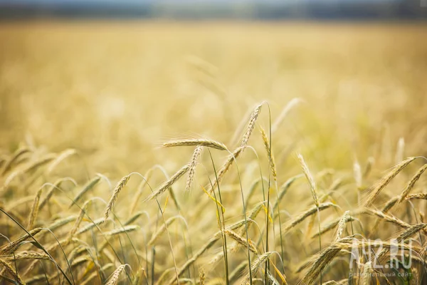 В Кузбассе 19 работников элеватора остались без зарплаты: вмешалась прокуратура