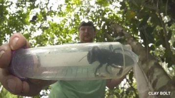 Фото: В Индонезии обнаружили считавшуюся вымершей гигантскую пчелу Уоллеса 1