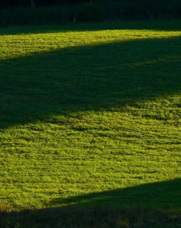 Краснокнижный гривистый баран появился в Новосибирском зоопарке