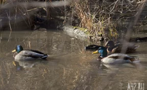 Кемеровчане спасли утку со сломанной лапой