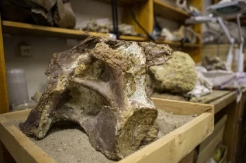Фото: В Кемеровской области найдены останки гигантских динозавров 1