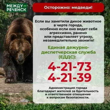 Фото: В Кузбассе ещё в одном округе ввели режим «Повышенная готовность» из-за медведей 1