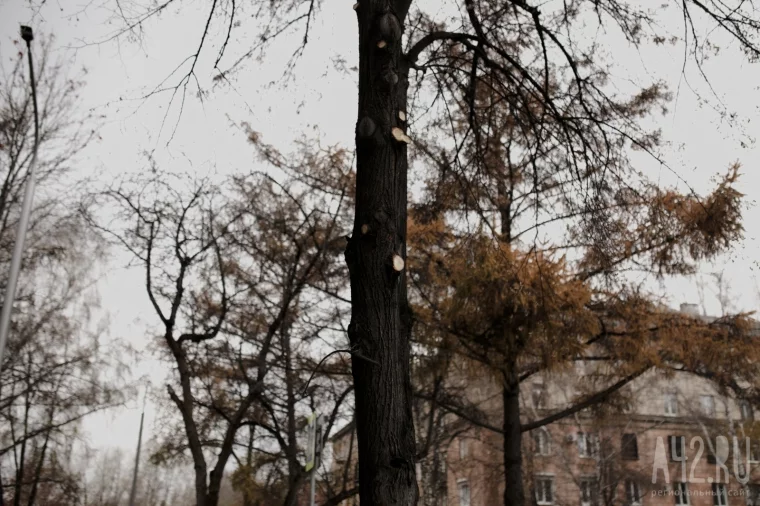 Фото: Уродливые, но безопасные: зачем в Кемерове каждый год пилят деревья 10