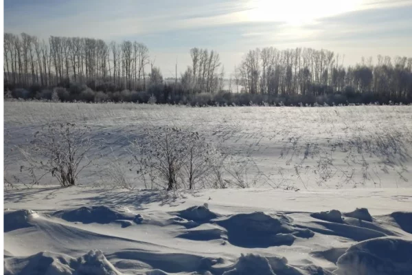 В Кузбассе Россельхознадзор обязал владельцев вернуть в оборот брошенные земли