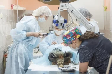 Фото: Кемеровские офтальмологи сделали операцию еноту Масяне из «Томской писаницы» 1
