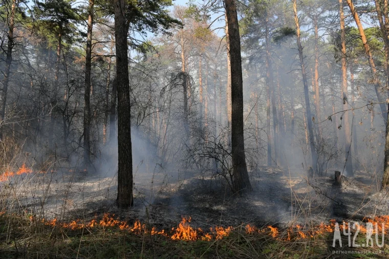 Фото: Пожар в кемеровском Сосновом бору 15