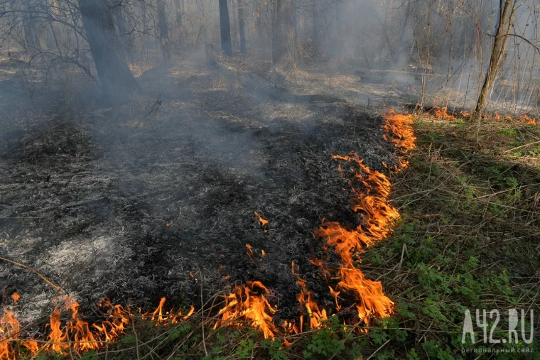Фото: Пожар в кемеровском Сосновом бору 16