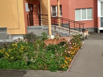 Фото: Кемеровчане обсуждают нашествие коз и овец на дворы многоэтажек 1