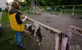 «Всё загажено»: жительница Кузбасса попросила губернатора решить вопрос с выгулом собак