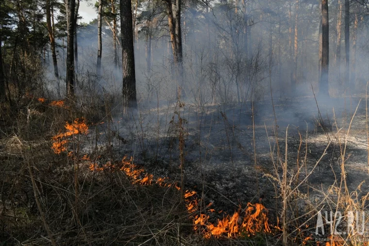 Фото: Пожар в кемеровском Сосновом бору 18