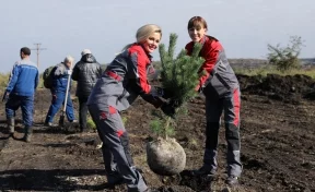 «Кузбассразрезуголь» в 2023 году высадил в Кемеровской области более 1,5 млн деревьев и кустарников